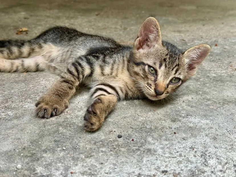 MOOCAT