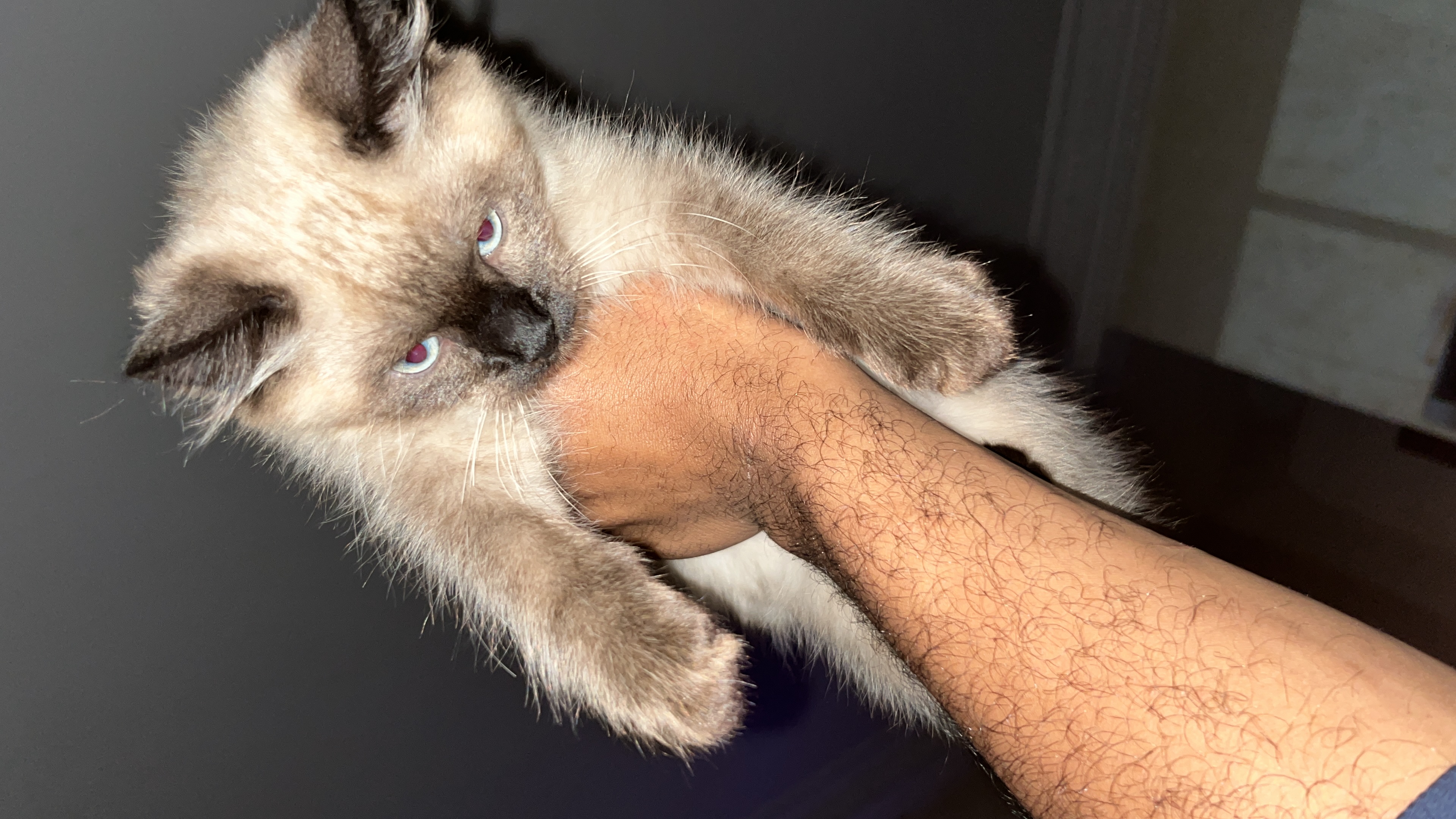 My Cat