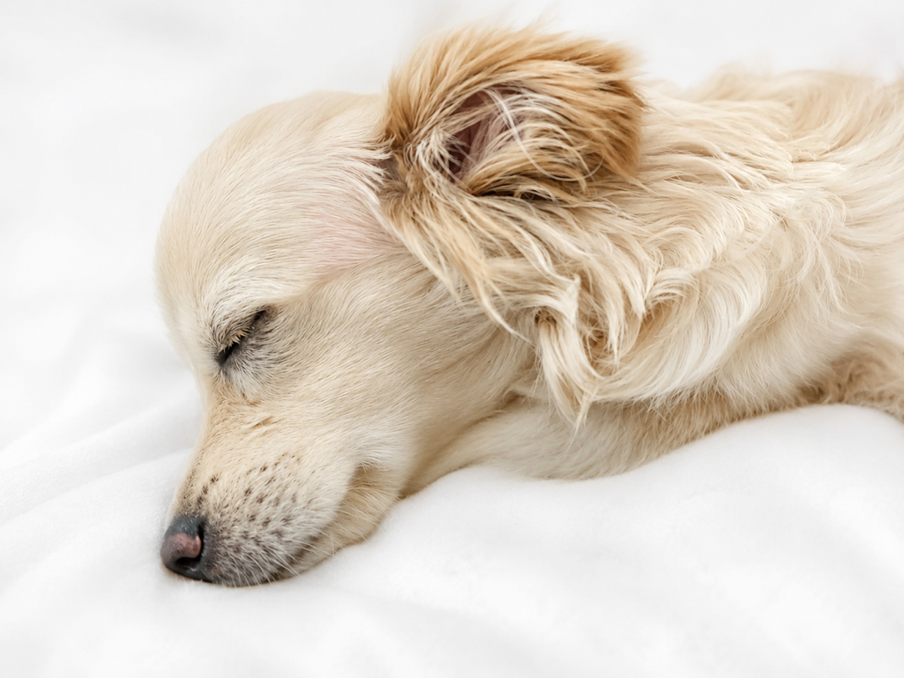 cute dog