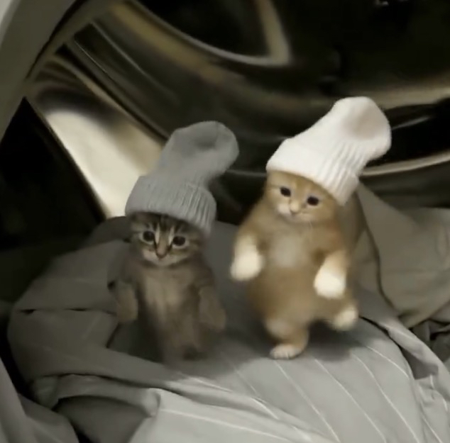 swagcats