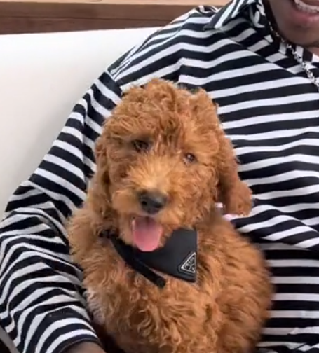 Prada