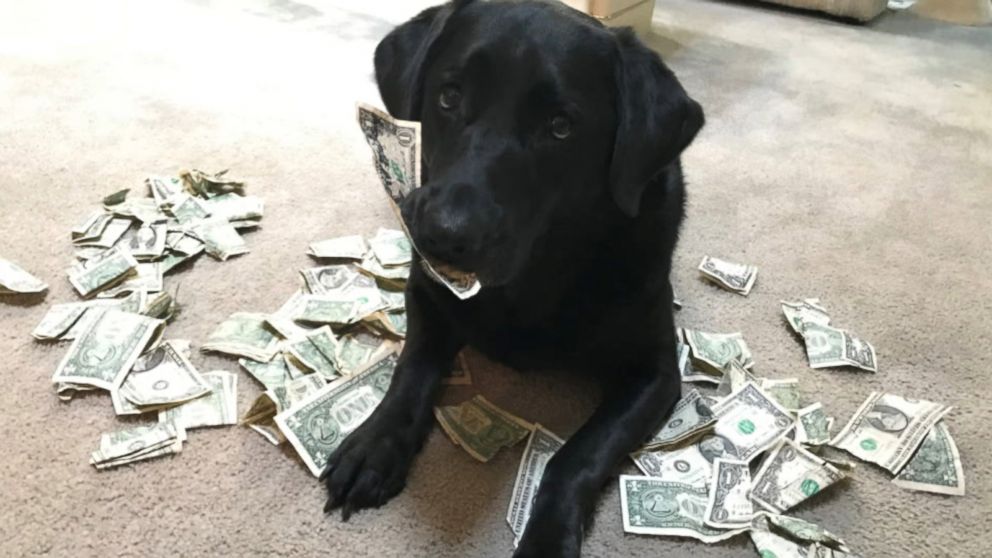 CashDog