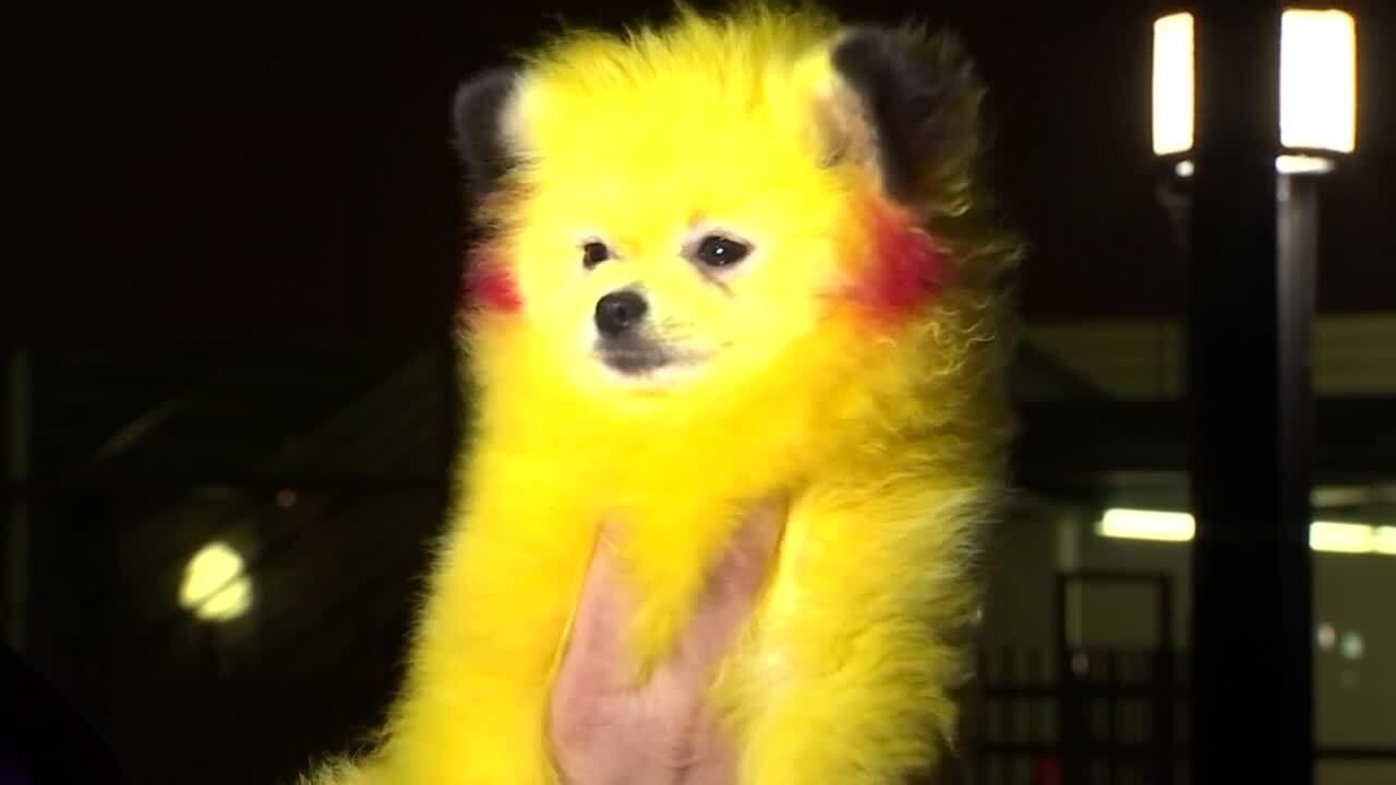 PikaInu