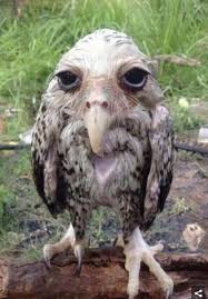 WOWL