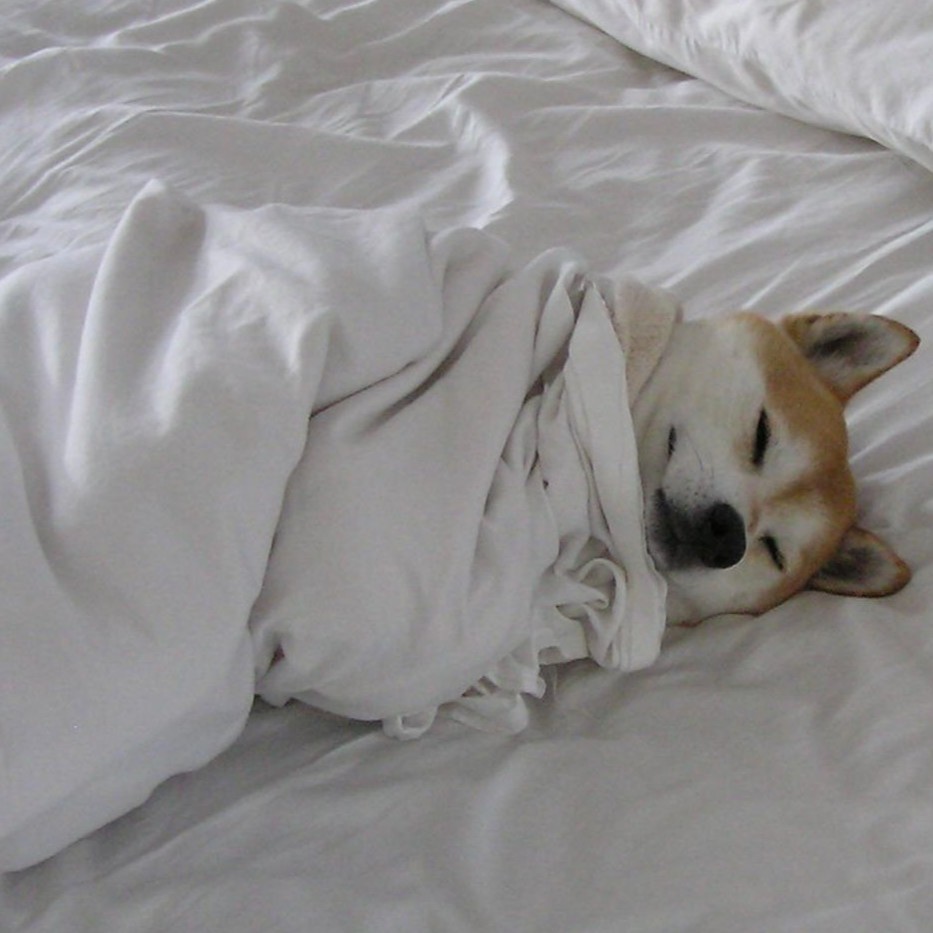 dogsheet