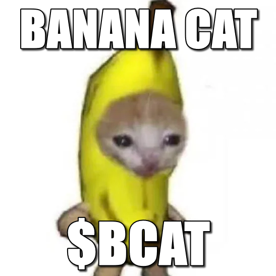 bcat