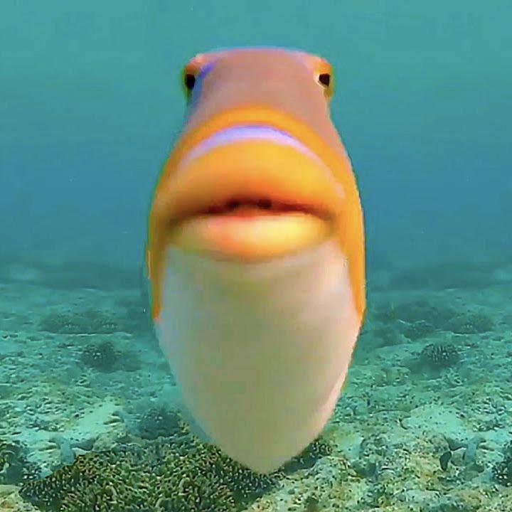 FISH