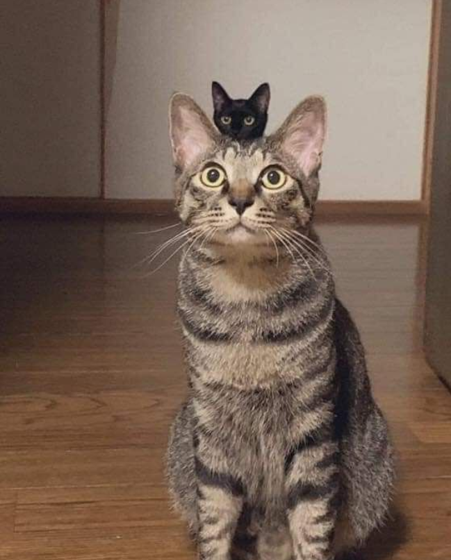 cat