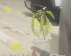 LE
