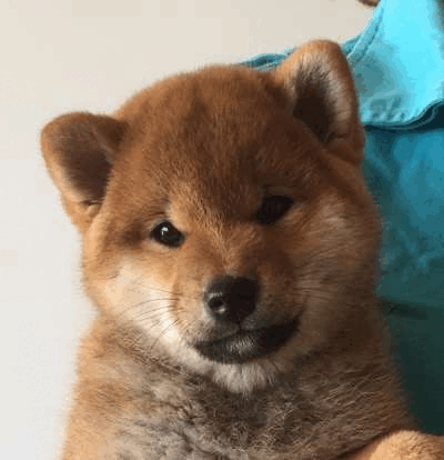 Rakki