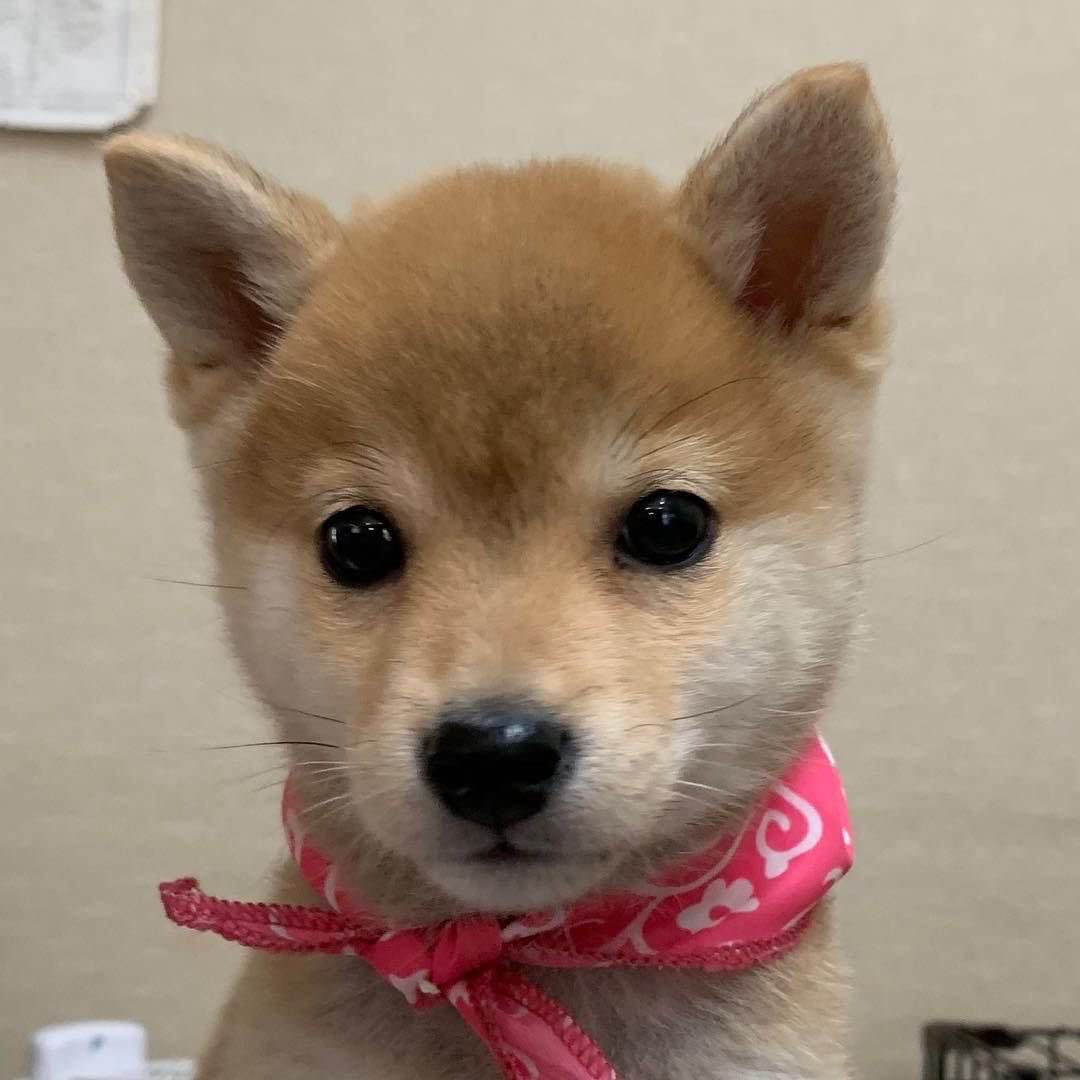 Mio