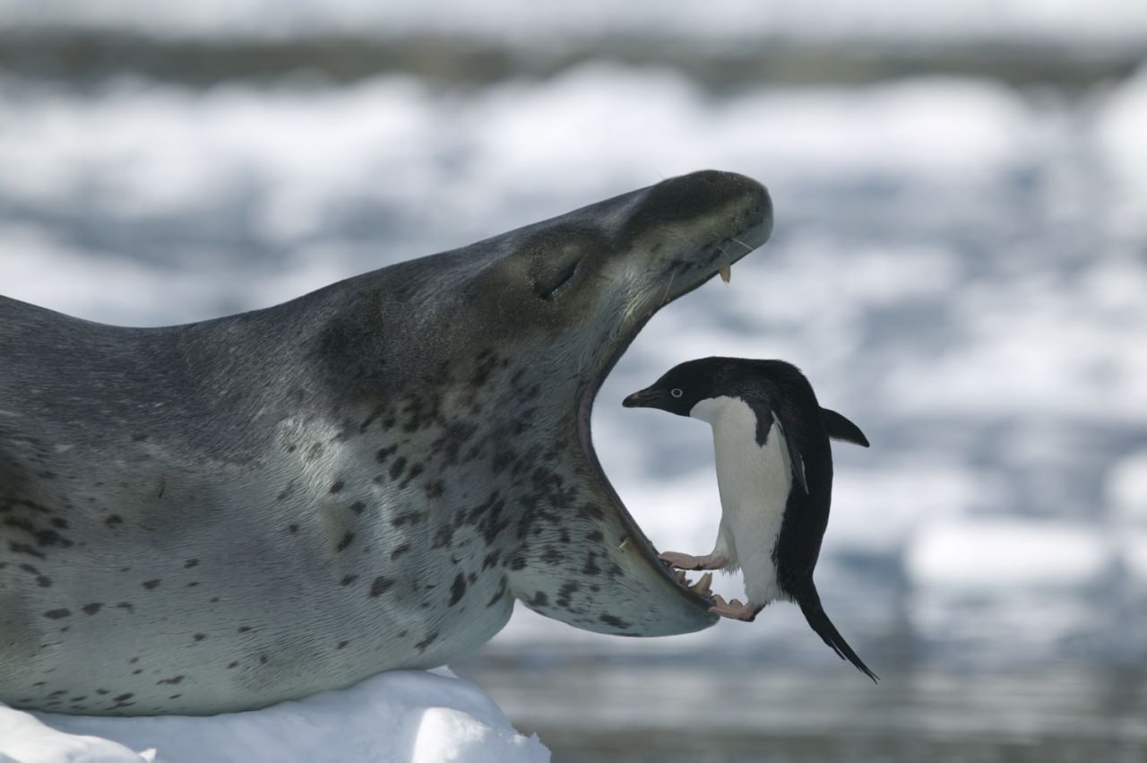 Seal