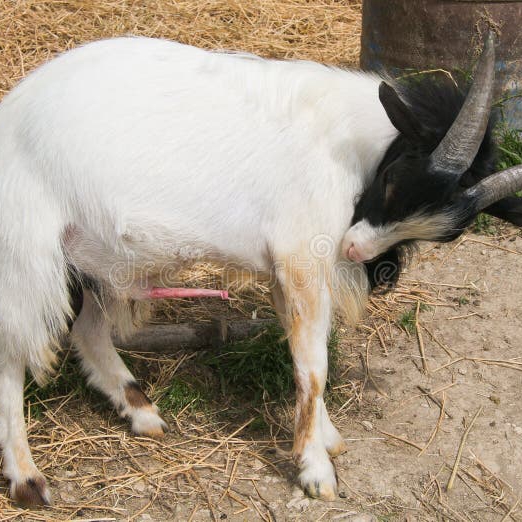 goatpenis