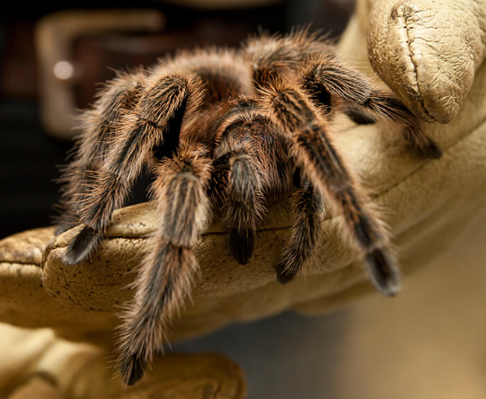 WEB