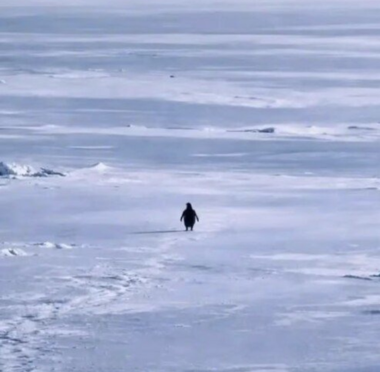 Penguin