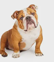 Generational bull(dog) logo