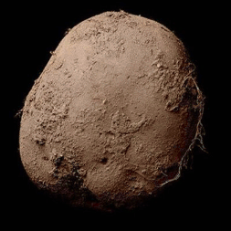 G.POTATO