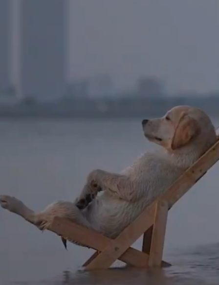 $AMEDOG