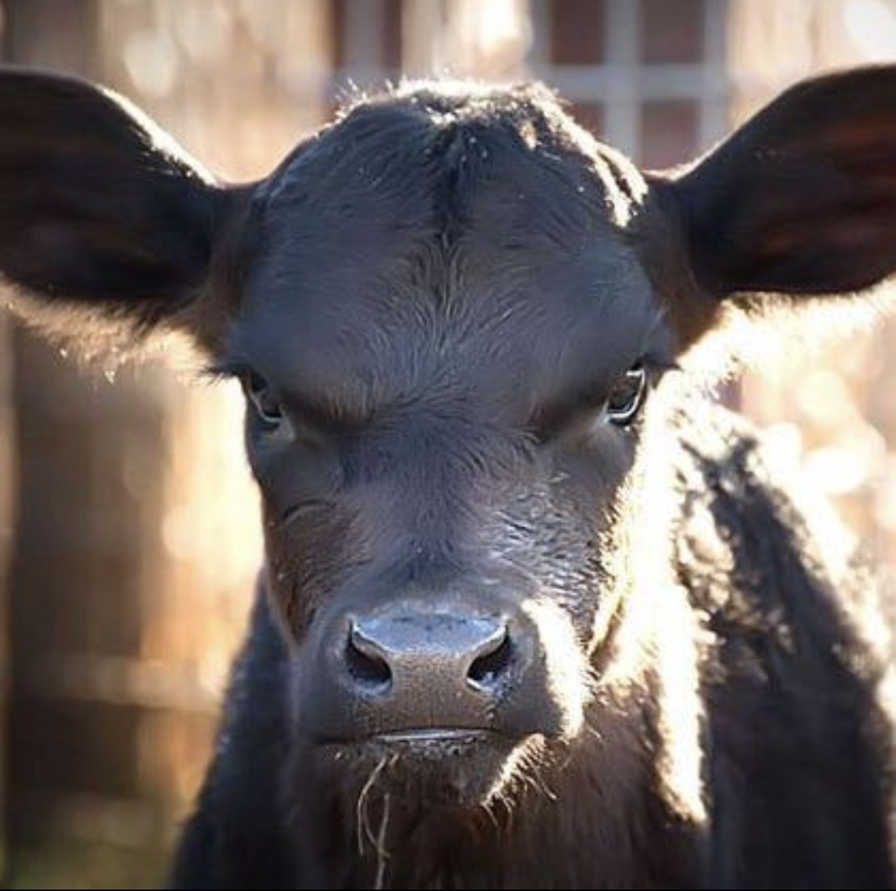 BLACKBULL