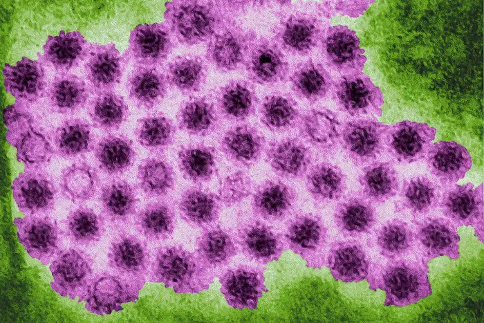 Norovirus