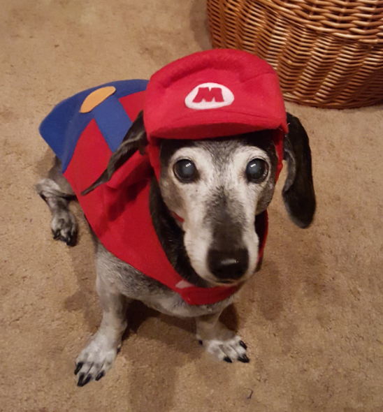 SUPADOG
