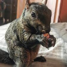 peanut