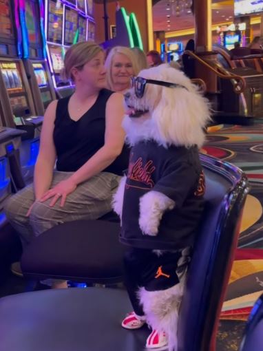 The Degen Dog logo