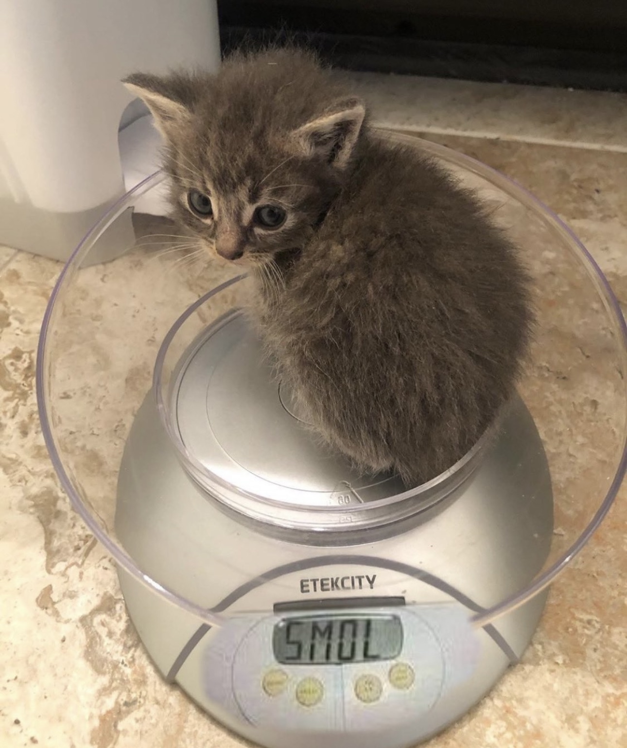 smolcat