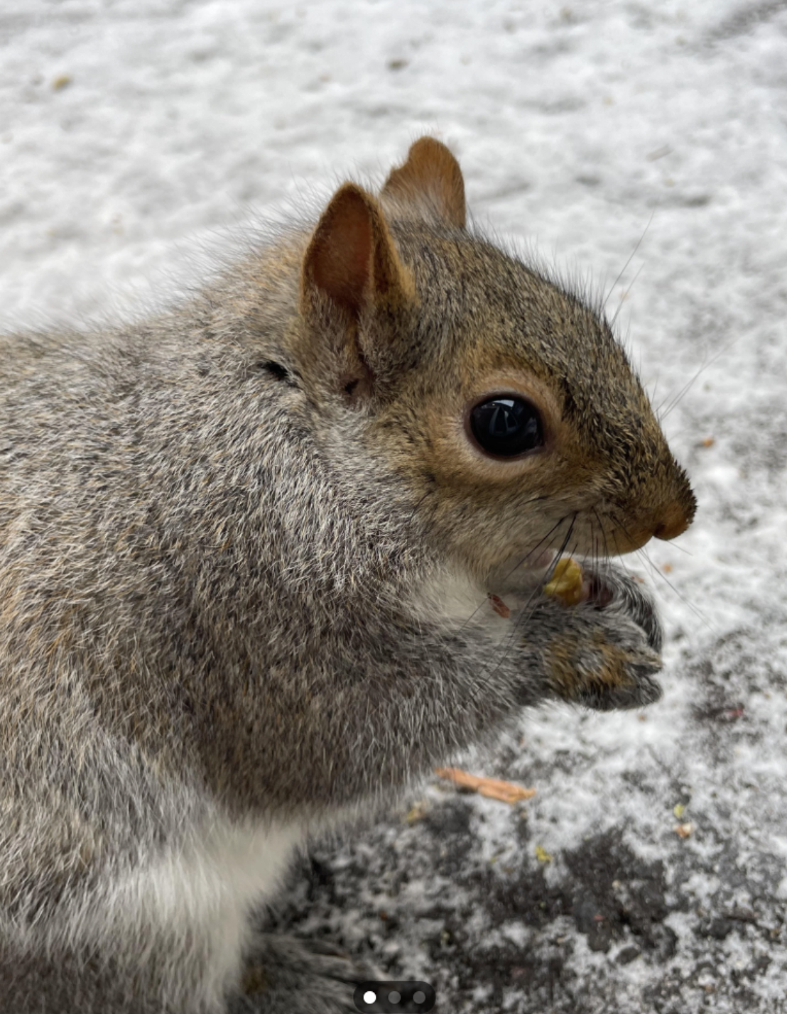 NIBBLE