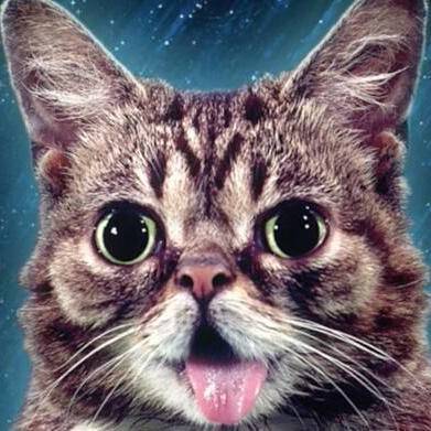 LILBUB