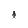 fly