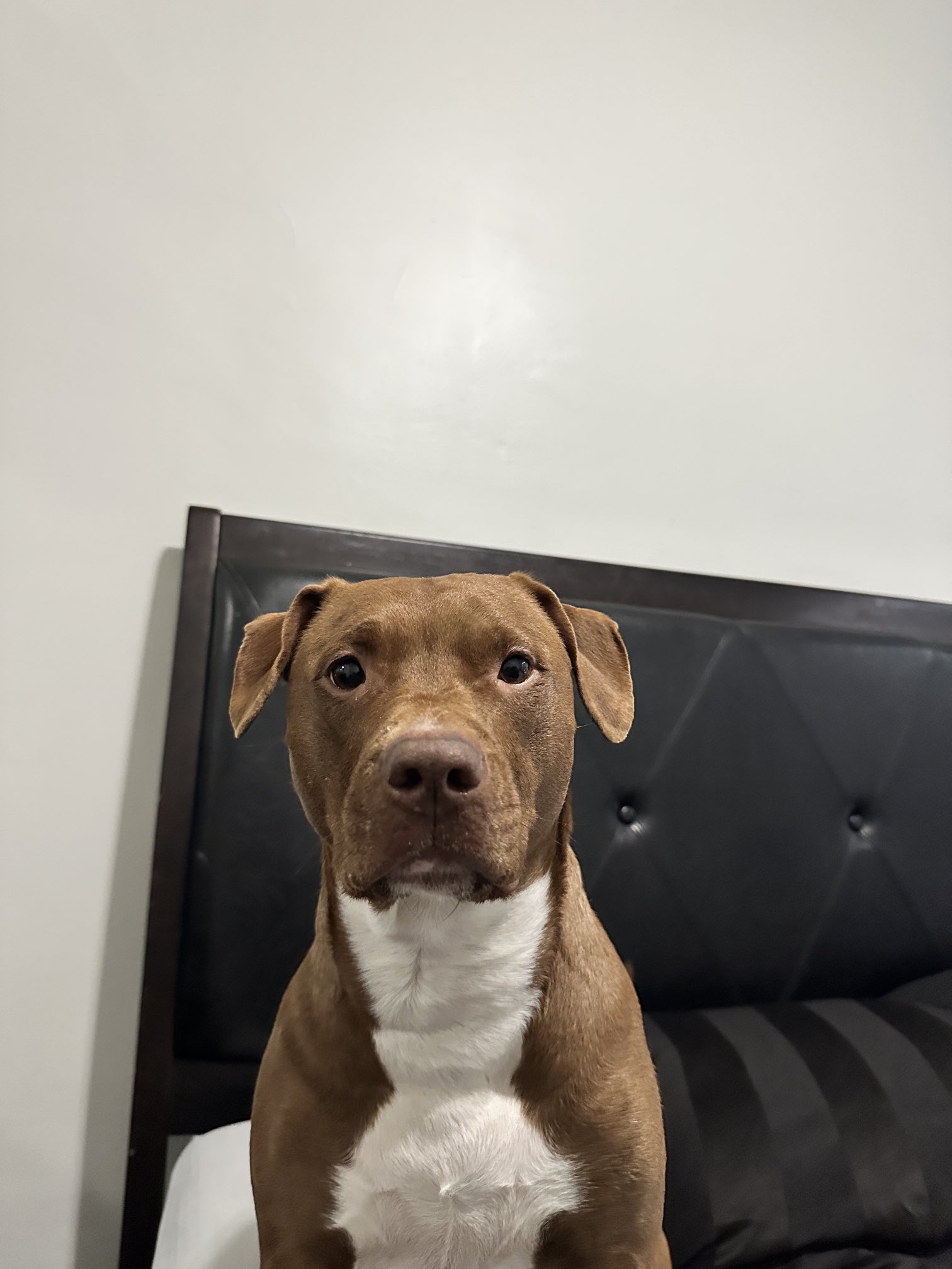 $HOUND