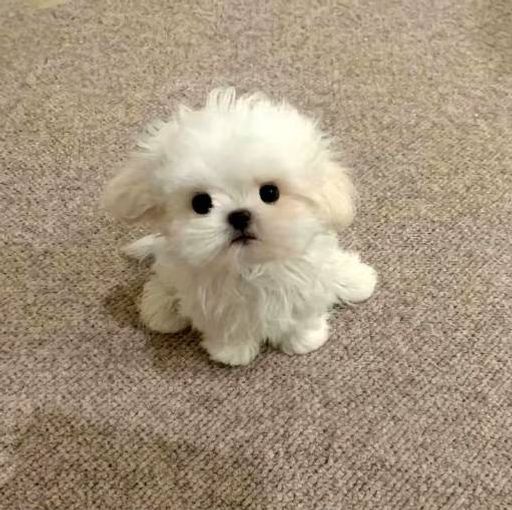 lulu