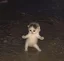 GIFCAT