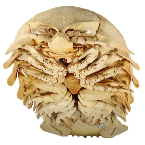 Bathynomus