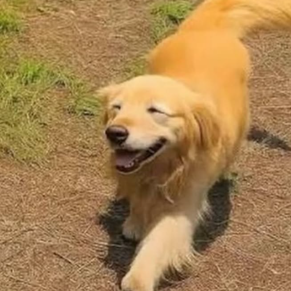 MARU