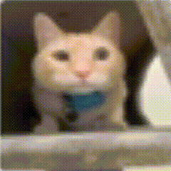 cabbycat