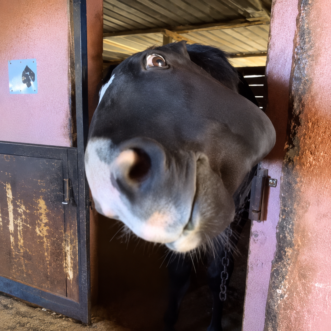 Sushorse