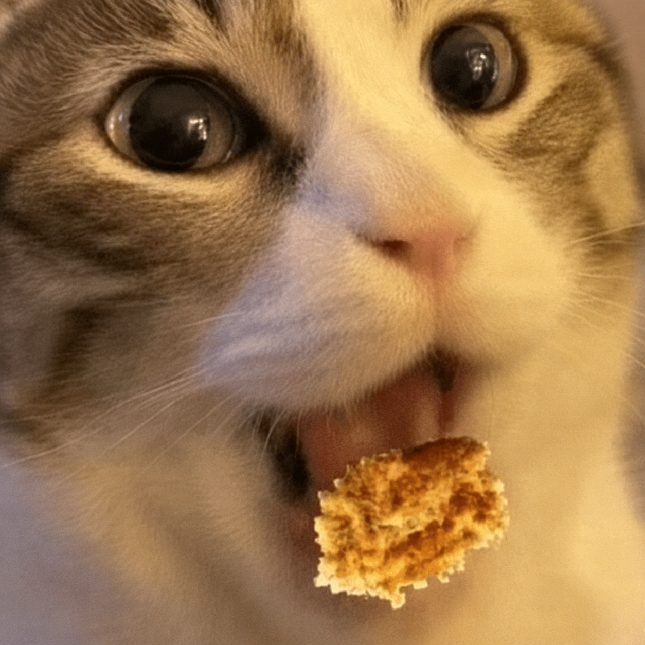 Nugcat