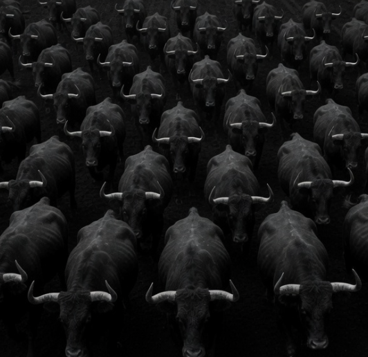 BULLS