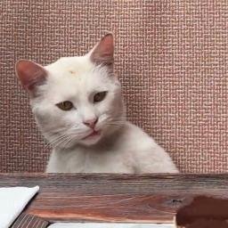 Annoyed