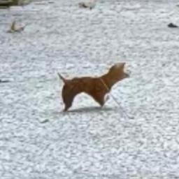 leafdog