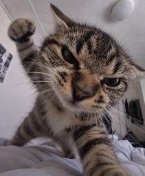 punchcat