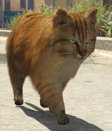 GATO