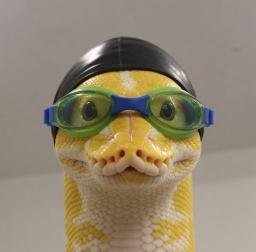 Python