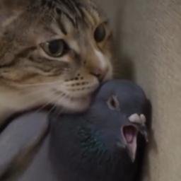 lickingcat