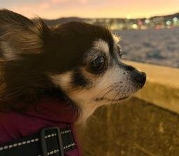 Ziggy