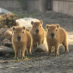 Babybaras