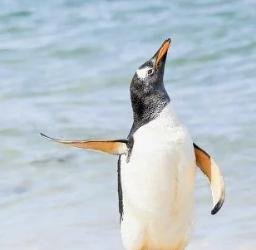 Fin