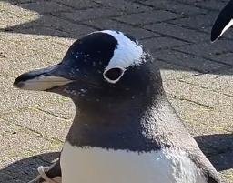 Kevin